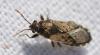 Heterogaster urticae